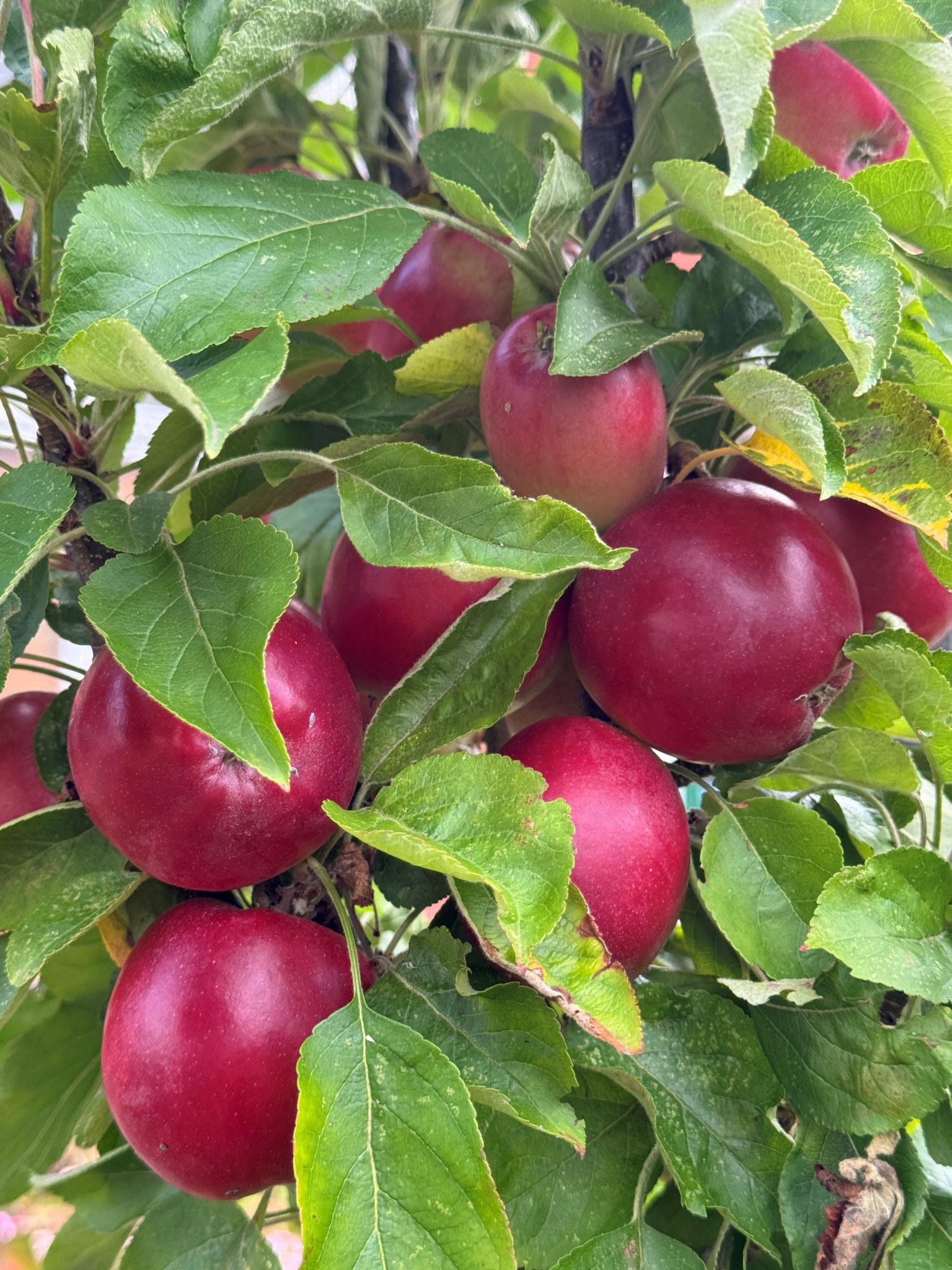 Apples from the Brampton project record