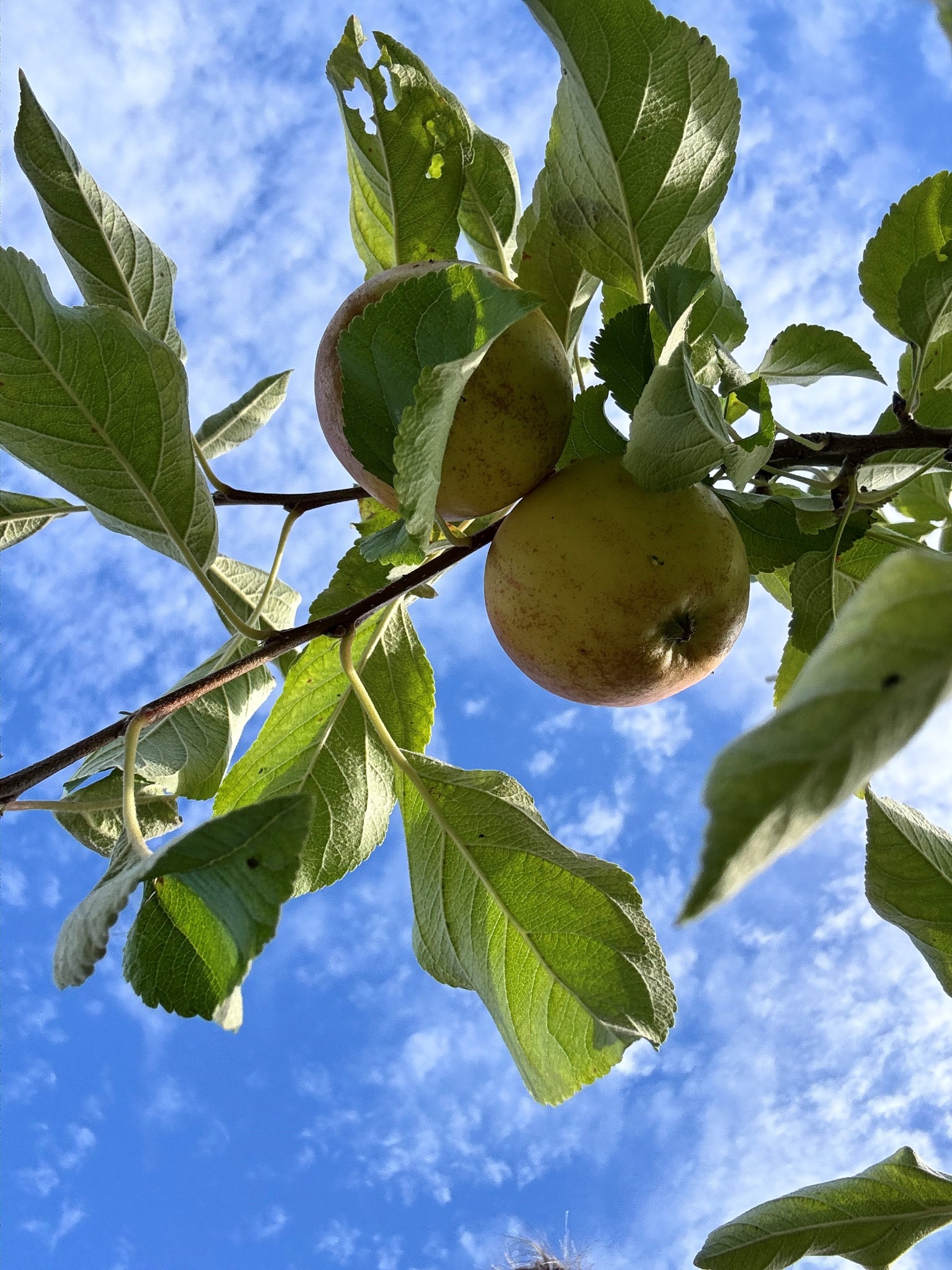 Apple tree canopy in the Brampton project record