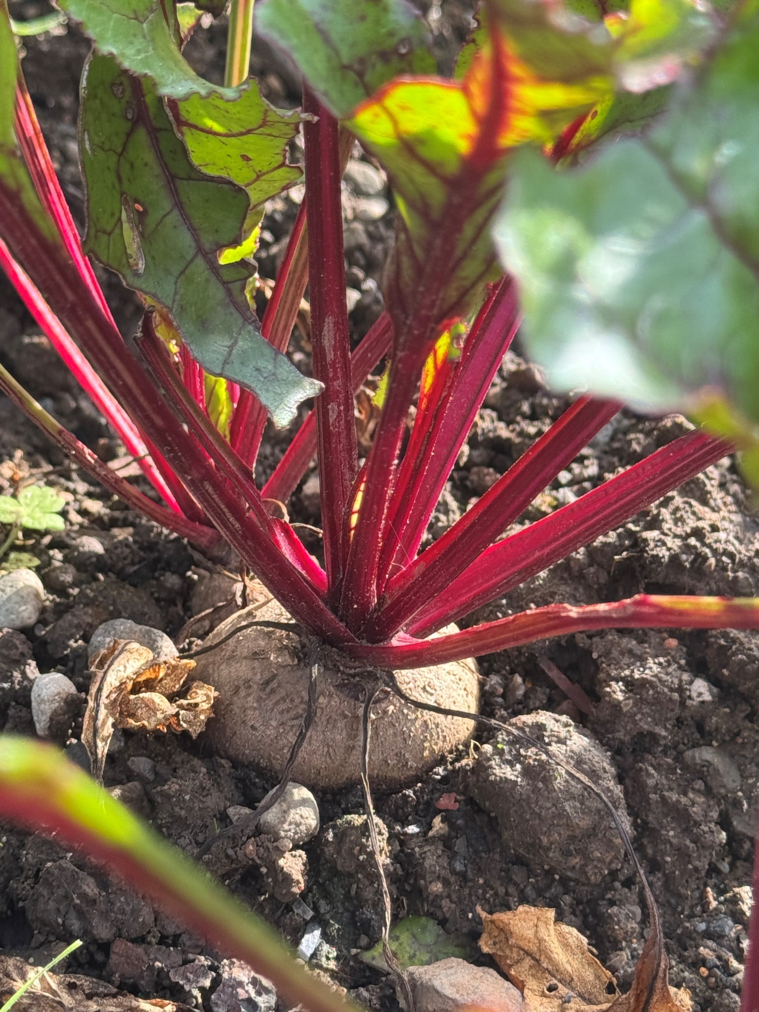Beetroot in Brampton raised bed