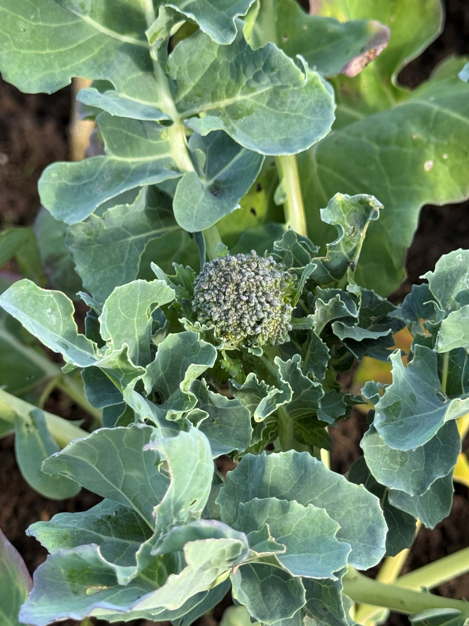 Broccoli in Brampton new beds