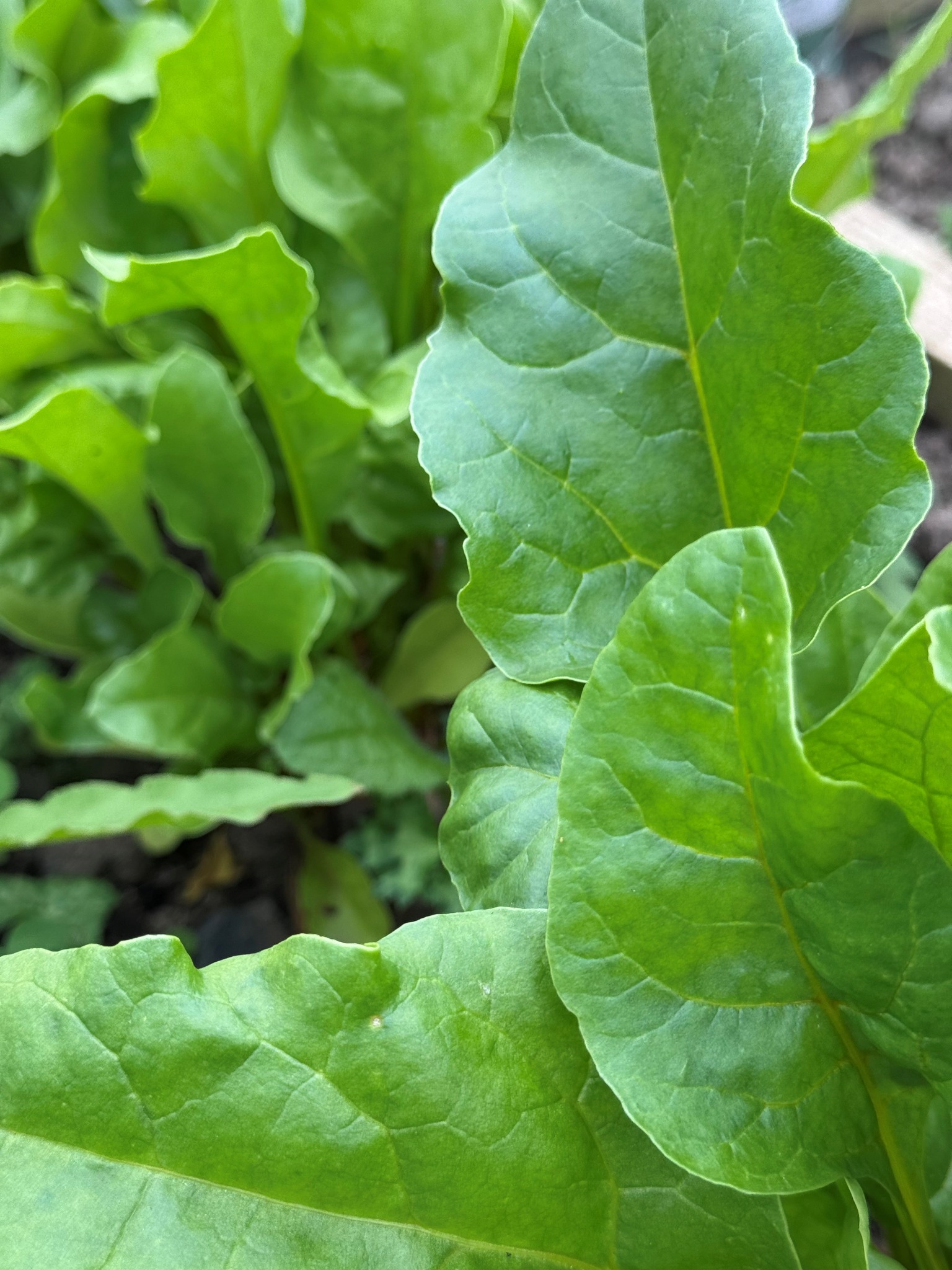 Vegetable foliage at Brampton
