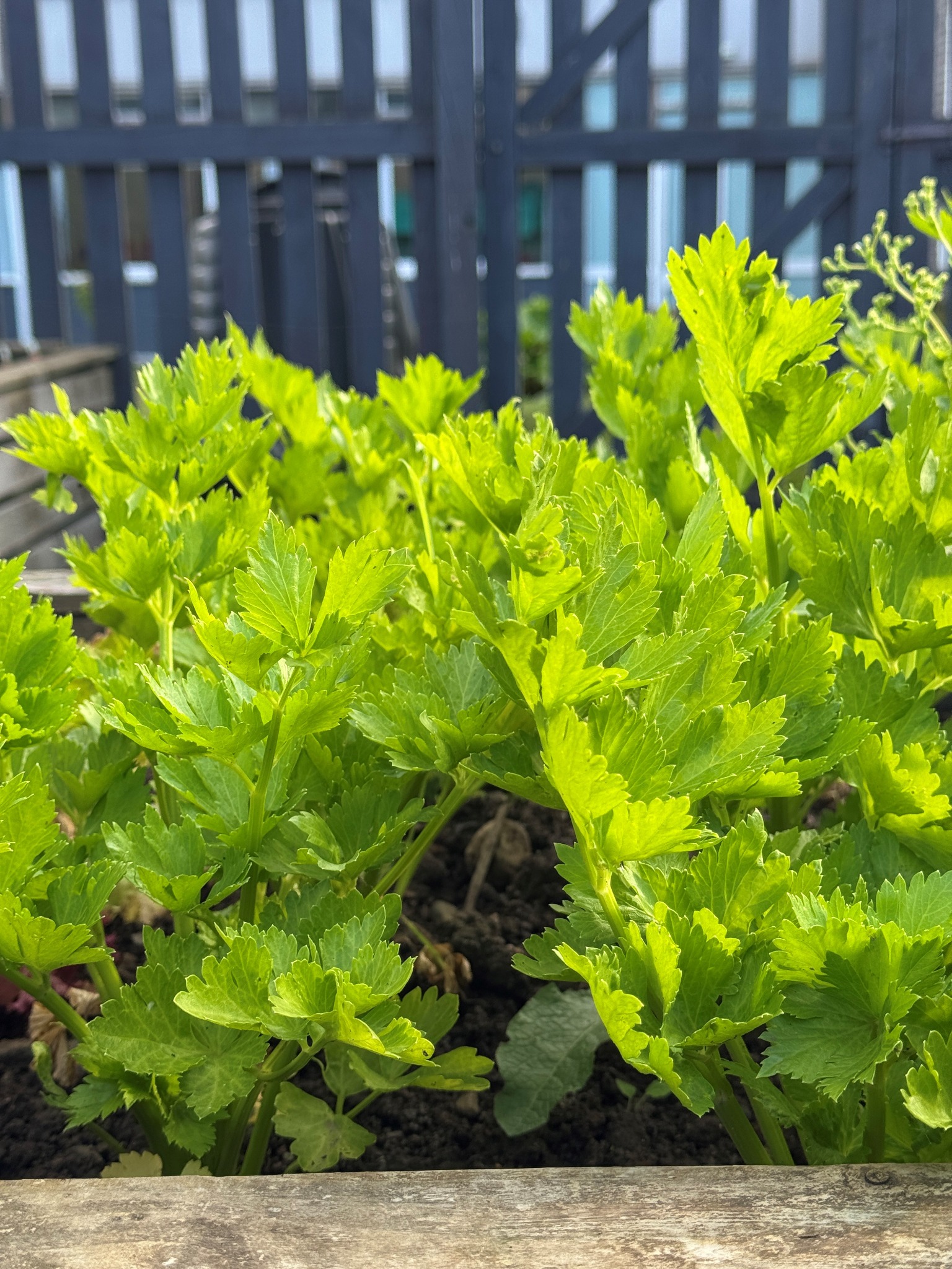Parsley at Brampton