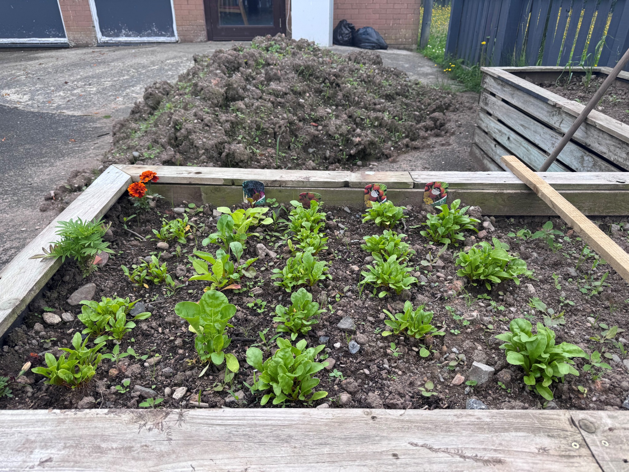 New plants growing in a Brampton bed