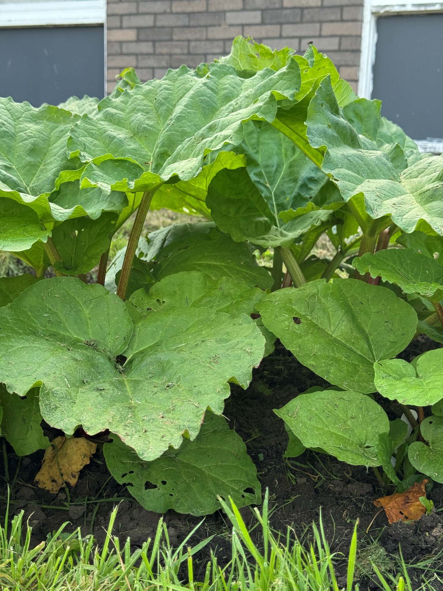 Rhubarb in Brampton new beds