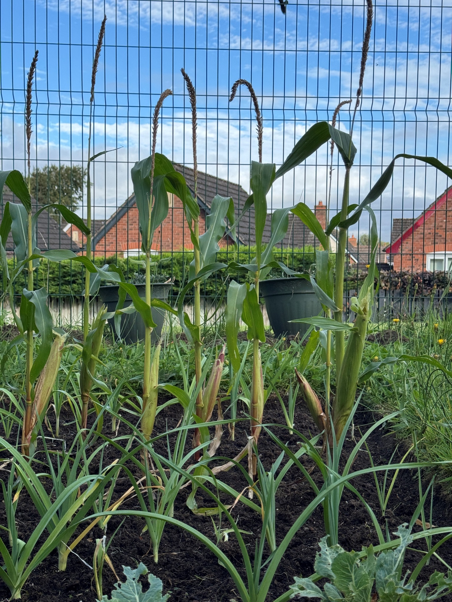Sweet corn in the new Brampton beds