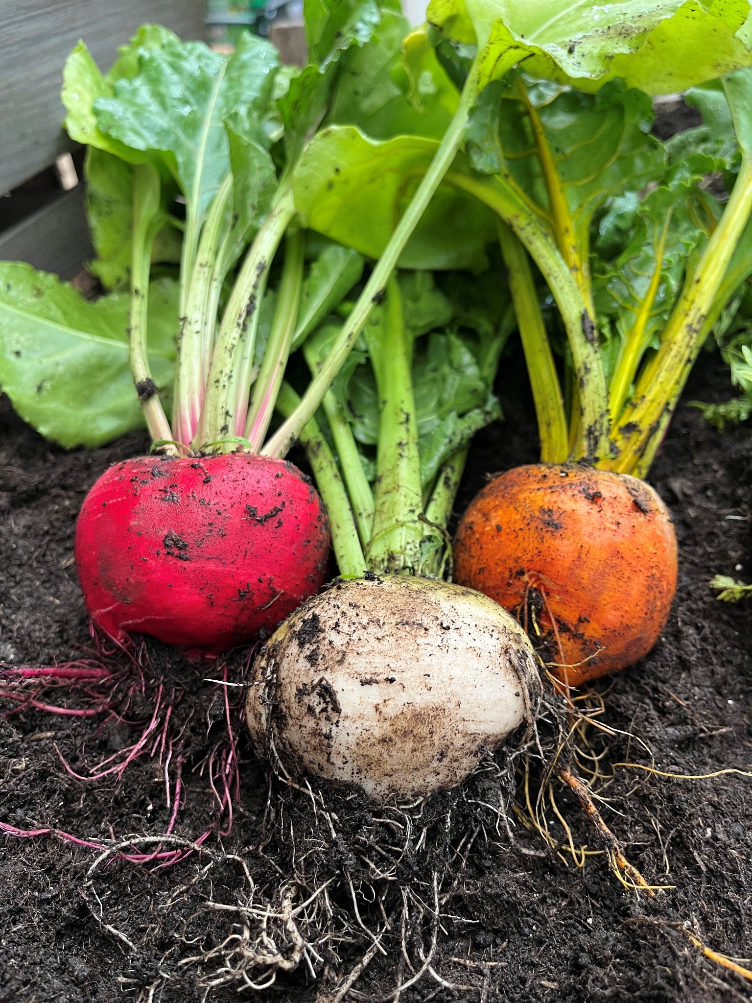 Vegetables at Moota Garden Centre