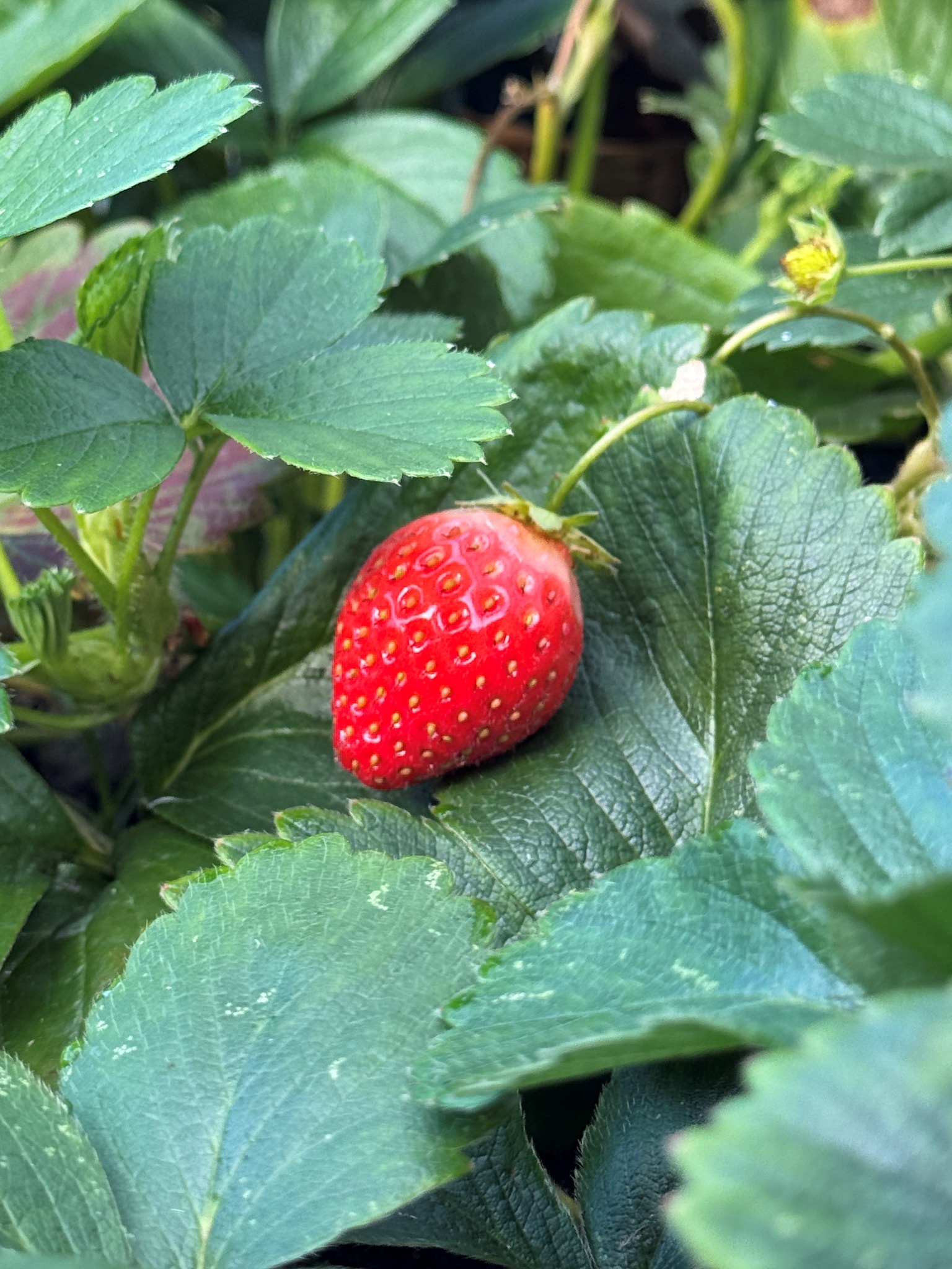 Close view of BioCharged CompBucha-treated strawberries at Brampton