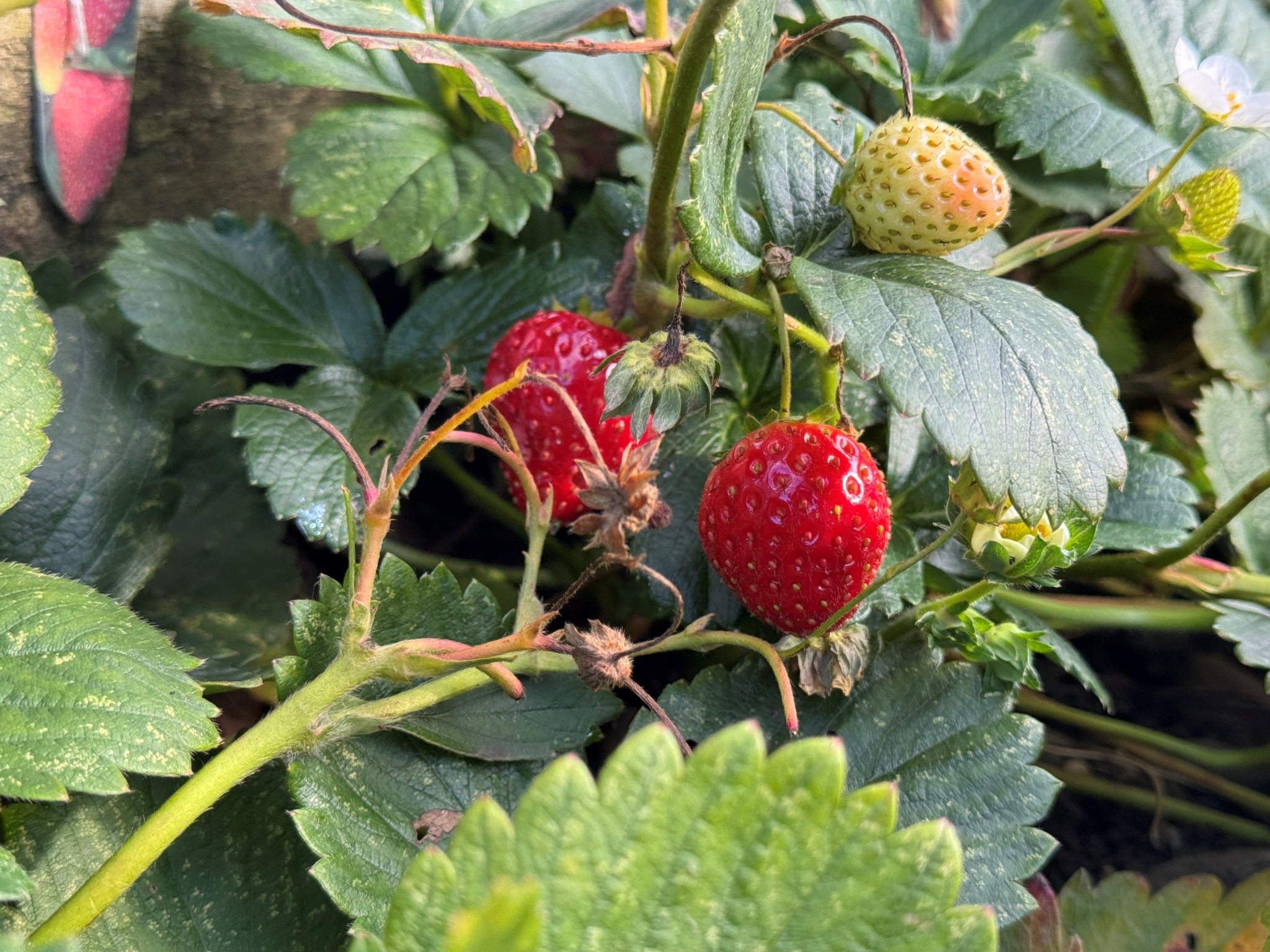 BioCharged CompBucha-treated strawberries photographed at Brampton Community Centre on 14 September 2026