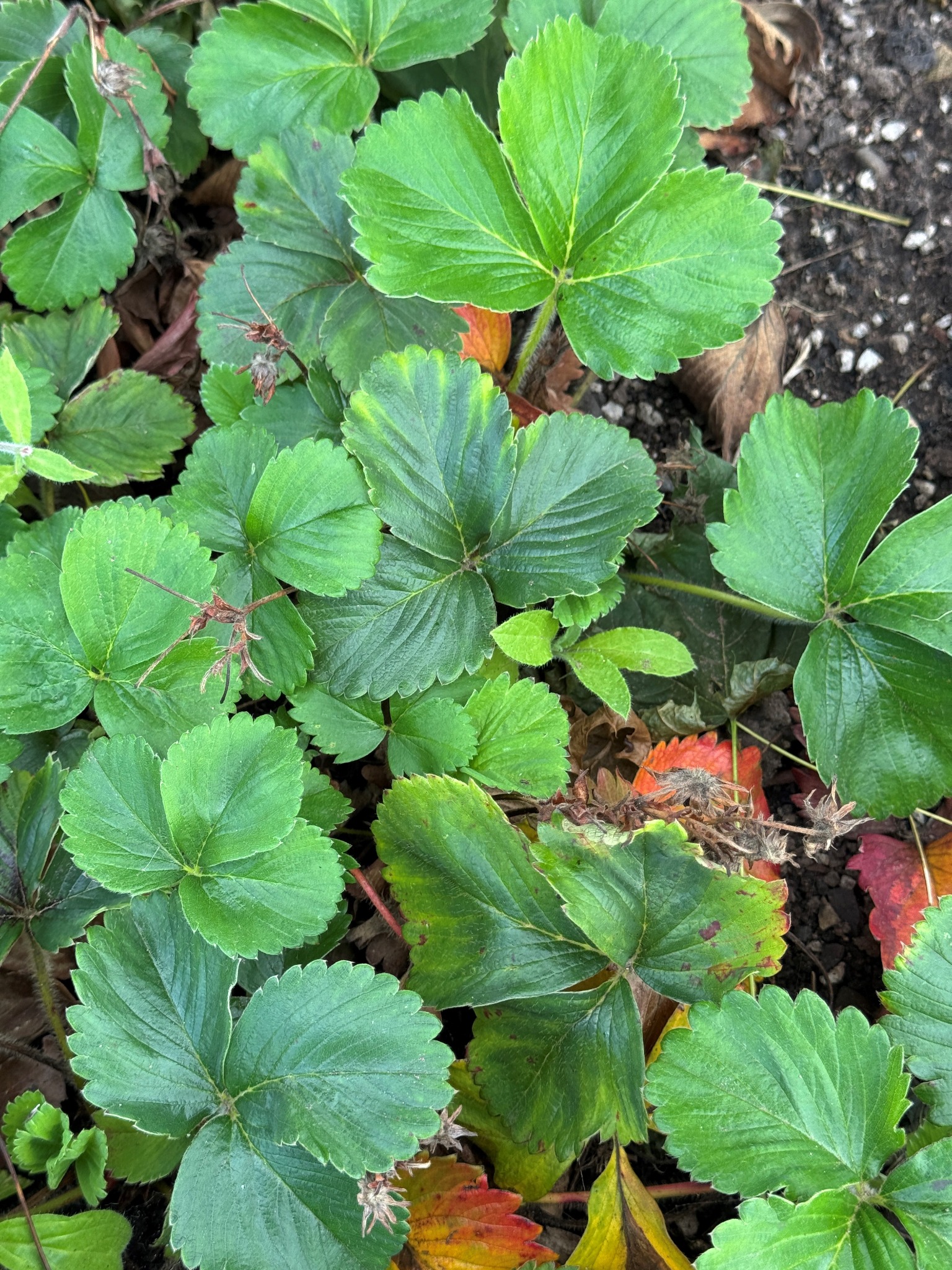 Comparison strawberries without BioCharged CompBucha photographed at Brampton Community Centre on 14 September 2026